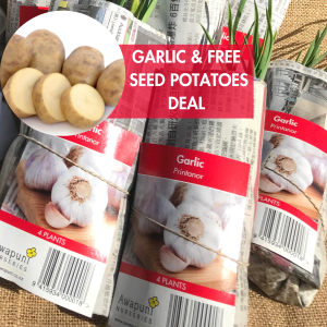 Garlic 50 Plants Free 1kg Seed Potatoes